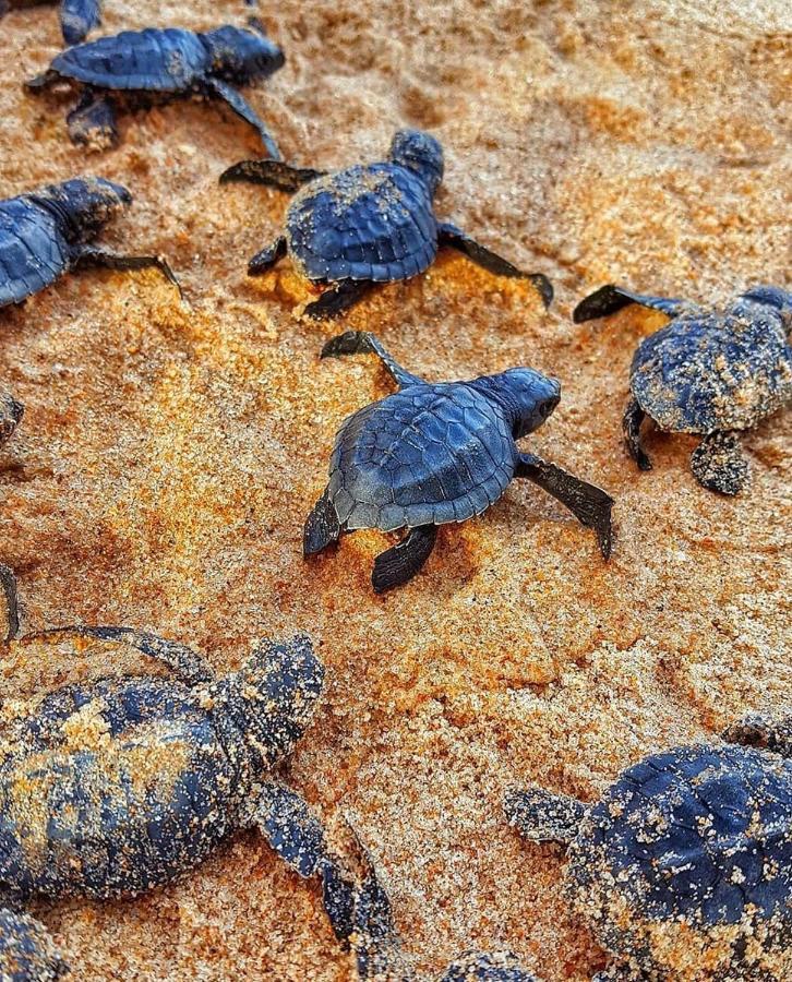 Pousada Costa Dourada Baía Formosa エクステリア 写真